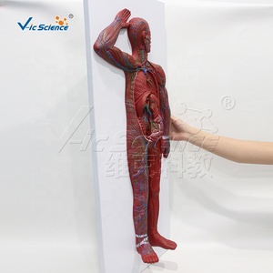 Modelo Anatómico del Sistema Linfático de Cuerpo Completo en PVC con 63 Estructuras Numeradas para Recursos de Enseñanza Médica, con Certificaciones CE, ISO, ROHS y CNAS - Product Image 6