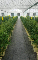Serre agricole à tunnel haute performance, grande taille, à faible coût, pour la culture de tomates