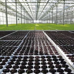 Vaso per Orchidee a Farfalla Personalizzato con <span class=keywords><strong>Pallet</strong></span> per Ciotola Nutritiva in Vendita - Product Image 4