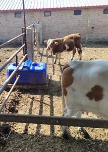 Polietileno <span class=keywords><strong>de</strong></span> alta resistencia para Vaca, ganado, oveja, ganado, invierno, 110-230V, 85Ugal, fregadero <span class=keywords><strong>de</strong></span> agua - Product Image 5