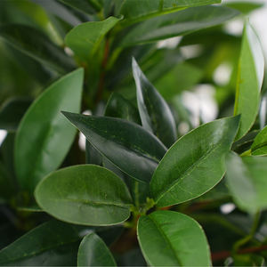 Precio DE FÁBRICA DE China para la venta de plantas artificiales al por mayor de alta simulación hermoso bonsái topiario falso hoja de <span class=keywords><strong>laurel</strong></span> árbol de <span class=keywords><strong>laurel</strong></span> - Product Image 4