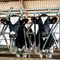 Jauges de bétail à verrouillage automatique pour le traitement alimentaire et les contrôles de bétail