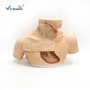 Maniquí <span class=keywords><strong>de</strong></span> Entrenamiento Transparente <span class=keywords><strong>de</strong></span> Tamaño Real para Adultos, para Cateterismo <span class=keywords><strong>Venoso</strong></span> <span class=keywords><strong>Central</strong></span>, Habilidades <span class=keywords><strong>de</strong></span> Enfermería, con Certificaciones CE, ISO, ROHS y CNAS - Product Image 5