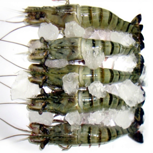 กุ้งลายเสือดำแช่แข็งสดขายดีอันดับต้นๆ  กระบวนการ IQF บรรจุภัณฑ์แบบยกกระสอบ 250 กก. ที่แหล่งผลิต  อายุการเก็บรักษา 24 เดือน - Product Image 1