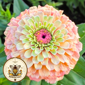 Violet Zinnia Mixte Zinnia Myrtille Crème Kit Héritage Vivace Fleur Jardin Maison Plantation Pot De Fleur Conception Plancher Extérieur - Product Image 5