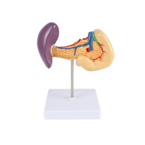 Anatomisch Model Alvleesklier, Milt En Twaalfvingerige Darm - Product Image 3