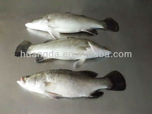 <span class=keywords><strong>Barramundi</strong></span> สดแช่แข็งลดราคา - Product Image 4
