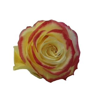 4-5cm importation fleurs naturelles fleurs stabilisés fleurs éternelles - Product Image 3