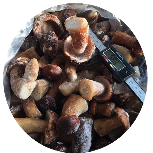 Wild Dried sliced porcini mushroom boletus edulis
