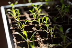 Veggie Patch Country Starter Kit Square Multi-Pack Juego de plantas para jardín Incluye lechuga Sandía <span class=keywords><strong>Remolacha</strong></span> Uso del piso colgante - Product Image 5