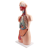 Modèle d'anatomie Fournisseur à guichet unique Bas prix Modèle d'anatomie du corps humain unisexe 85CM Équipement éducatif