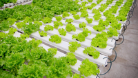 Système hydroponique NFT Seedafarm à croissance rapide et haut rendement, haute rigidité, cycle de récolte court, économie d'engrais et d'eau, 3 mois