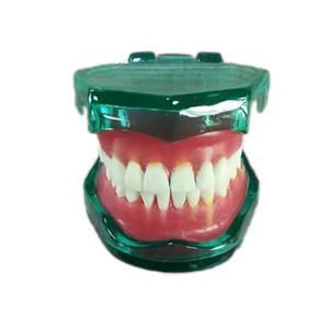 Modèle dentaire amovible complet de 28 dents en résine avec gencives souples sans vis – Produit éducatif scientifique médical - Product Image 1