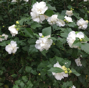 Flores <span class=keywords><strong>de</strong></span> Altea (Rosas <span class=keywords><strong>de</strong></span> Sharon) Secas, Puras y Enteras, <span class=keywords><strong>de</strong></span> Origen Sirio, en Venta - Product Image 5