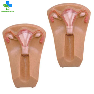 ขายส่งราคาที่สมจริงทางการแพทย์ Manikins Vivid มนุษย์<span class=keywords><strong>รุ่น</strong></span>ดี IUD การฝึกอบรมสำหรับการศึกษาการฝึกอบรม