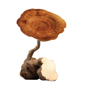 สารสกัดเห็ดนมบริสุทธิ์ (Lignosus Rhinocerus) ผงสกัดเห็ดนม - Product Image 4