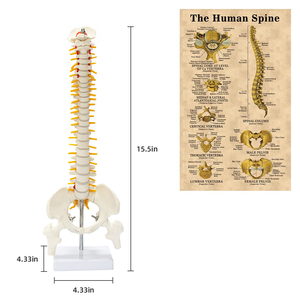 Columna vertebral tamaño mediano FRT017 incluye <span class=keywords><strong>cartílago</strong></span> <span class=keywords><strong>de</strong></span> raíz nerviosa modelo <span class=keywords><strong>de</strong></span> enseñanza médica - Product Image 1