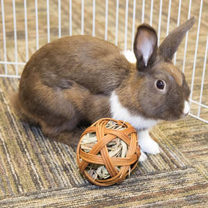 ลูกบอลกระต่ายของเล่นสำหรับสัตว์เลี้ยงแบบโต้ตอบและเคลื่อนไหวได้ - Product Image 4