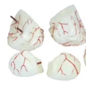 Modelo Anatómico del Cerebro Humano para Entrenamiento Médico, con Arterias, 9 Partes, para Enseñanza - Product Image 3