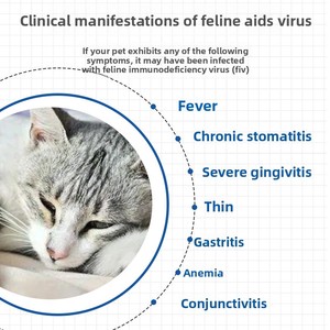 Kit de Prueba de Leucemia y <span class=keywords><strong>VIH</strong></span> para Gatos, Detección de Enfermedades, Autoprueba Casera para Mascotas - Product Image 4