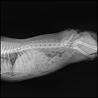 32kw haute fréquence vétérinaire numérique rayons X machine médicale DR numérique Xray animal diagnostic système de rayons X