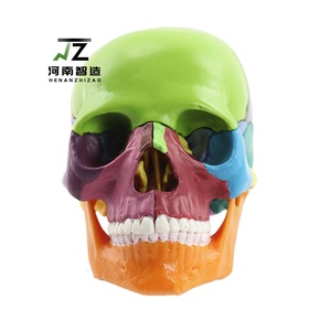 Zhizao 2026 Modelo <span class=keywords><strong>de</strong></span> Cráneo Humano Médico Desmontable en 15 Partes 1:2, Color Primario, Venta Directa <span class=keywords><strong>de</strong></span> Fábrica - Product Image 1