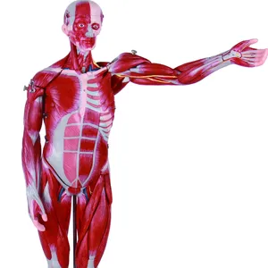 Tıbbi kas modelleri 170cm insan modeli İç organlar ile erkek kadın kasları modeli