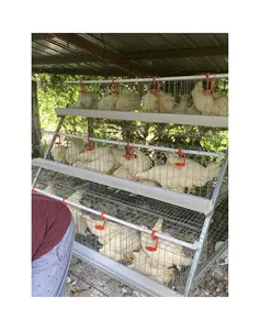 Jaula automática de 96/128 capas de pájaros para huevos y pollos, equipo de diseño de Casa de granja avícola para sistema de gallina ponedora de animales