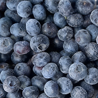 IQF Diepvries Blauwe Bessen Graad A HACCP Gecertificeerd 10kg Bulk Groothandel Hoge Kwaliteit Vers Fruit voor Voedselverwerking