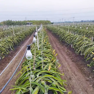 Lámpara LED <span class=keywords><strong>de</strong></span> Espectro Completo <span class=keywords><strong>de</strong></span> 15w para el Crecimiento <span class=keywords><strong>de</strong></span> Plantas, Bombilla para Invernadero <span class=keywords><strong>de</strong></span> <span class=keywords><strong>Pitahaya</strong></span>, Luz Suplementaria para Frutas <span class=keywords><strong>de</strong></span> Dragón Fuera <span class=keywords><strong>de</strong></span> Temporada - Product Image 2