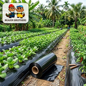 <span class=keywords><strong>Film</strong></span> de paillage agricole noir en PE résistant aux UV, prix usine, pour le contrôle <span class=keywords><strong>des</strong></span> adventices et une récolte plus abondante, provenant de Chine - Product Image 5