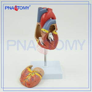 PNT-0400 Venta Caliente y Alta Calidad: Modelo de Corazón Humano para Hospital - Product Image 3