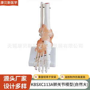 Modèle d'articulation du pied KBS/XC113A avec ligaments, modèle de pied, de fémur et de tibia, modèle squelettique humain - Product Image 1
