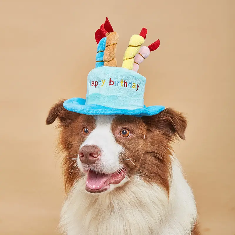 Köpek doğum günü şapkası, köpek kedi parti kostüm için mum ile Pet doğum günü pastası şapka
