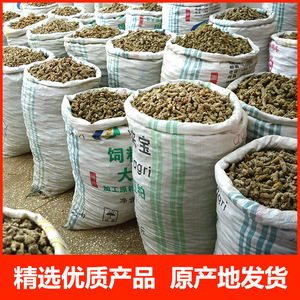 中国産人参（田七人参）薬用天然乾燥根、偽人参（三七人参） - Product Image 5