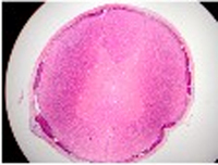 High Quality 100pcs Medical Parasitology Prepared Slides Set Biopharmaceutical Biological Preparation Slides Teaching Resources