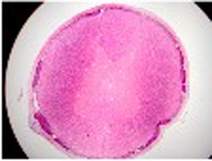 Kualitas tinggi 100 buah slide siap parasitologi medis Set persiapan biopharmaceugtikal slide pengajaran sumber daya - Product Image 6