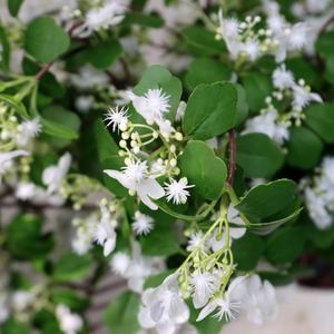 Petite fleur artificielle en plastique de jasmin blanc frais pour <span class=keywords><strong>mariage</strong></span> maison salon décor fleur de jasmin artificielle ficelle pour <span class=keywords><strong>cheveux</strong></span> - Product Image 2