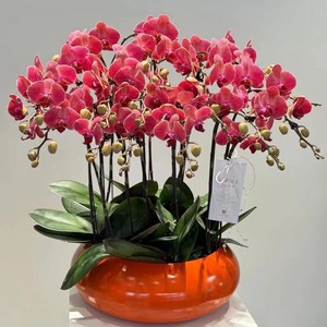 Pot de fleurs en fer minimaliste moderne, jardinière décorative en métal artisanale pour la décoration intérieure, le salon, le jardin, le bureau - Product Image 1