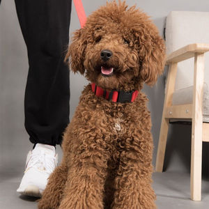 Adjustable Nylon LED <b>Dog</b> Pet Collar Safe Luminous Flashing Necklace for Training Glow in the Night Pet Cat Puppy Necklace - Product Image 5