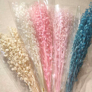 Préservé petit pétale lunaria mort nature fleurs séchées - Product Image 6