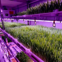 Conteneur de production d'aliments pour bétail de 20 et 40 pieds, personnalisé, avec système hydroponique automatique pour une croissance rapide de l'orge et de l'herbe de blé