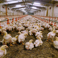 Système d'alimentation et d'abreuvement automatique pour poulets de chair en élevage au sol et reproducteurs de volailles