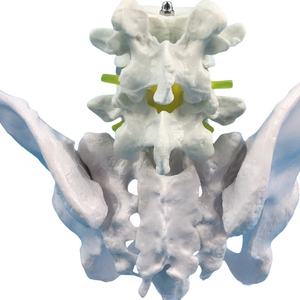 महिला श्रोणि हड्डी मॉडल, एनाटॉमी शिक्षण के लिए ठोस एक टुकड़ा संरचना-चिकित्सा ग्रेड Pvc - Product Image 3