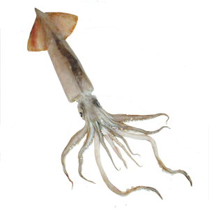 Calamar <span class=keywords><strong>Illex</strong></span> Congelé en Mer Ken298 - Grande Vente - Nouvelle Récolte de Haute Qualité 400-600G - Product Image 4