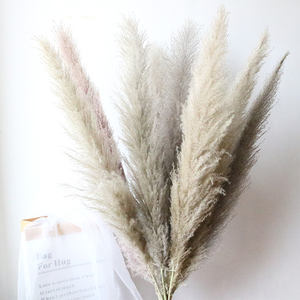 120cm Natural Blanco Gris Seco Pampas Hierba Decoración de la boda Total Petaca <span class=keywords><strong>Cortaderia</strong></span> para ocasiones de Navidad - Product Image 4