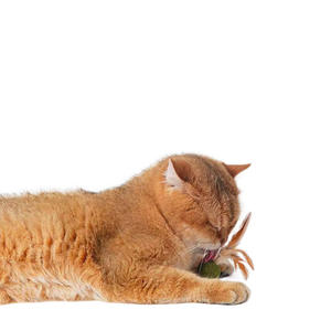 Nouveau jouet léger de décompression en plumes pour chats, pour le nettoyage des dents, à mâcher, comestible, à la catnip rafraîchissante, jouet multi-plateformes pour animaux de compagnie - Product Image 1