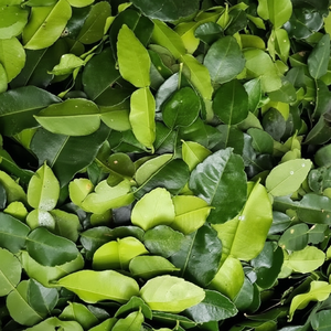 ใบมะกรูดไทย100% ใบมะกรูดธรรมชาติ - Product Image 1