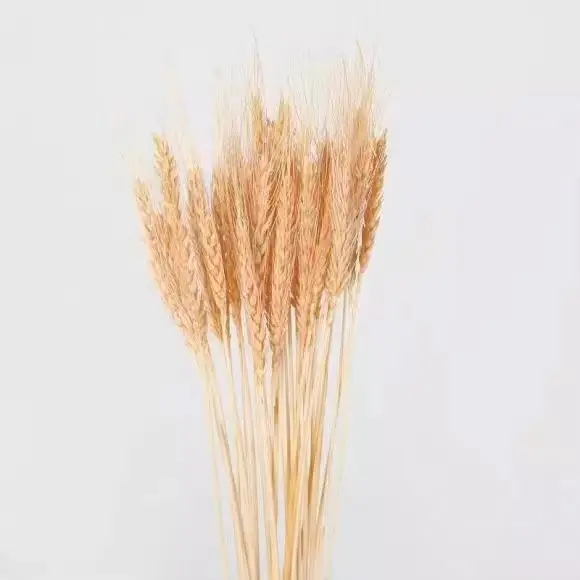 2024 Yunnan Factory wholesale favorite wheat dried flower for bouquets home wedding decor