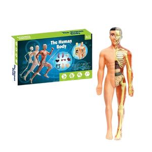 Jouet éducatif STEM pour enfants, puzzle scientifique cognitif, assemblage de l'organisme et du <span class=keywords><strong>squelette</strong></span>, modèle TXMR-026, emballage en boîte de couleur - Product Image 5